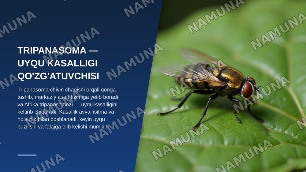 Xivchinlilar- odam parazitlari: tripanasoma, leyshmaniya, trixomanada va lyambliya — zamonaviy taqdimot, 5-slayd
