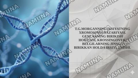 T.G.MORGANNING IRSIYATNING XROMOSOMA NAZARIYASI. GENLARNING BIRIKISH HODISASI, KROSSINGOVER. BELGILARNING JINSGA BIRIKKAN HOLDA IRSIYLANISHI. — taqdimot
