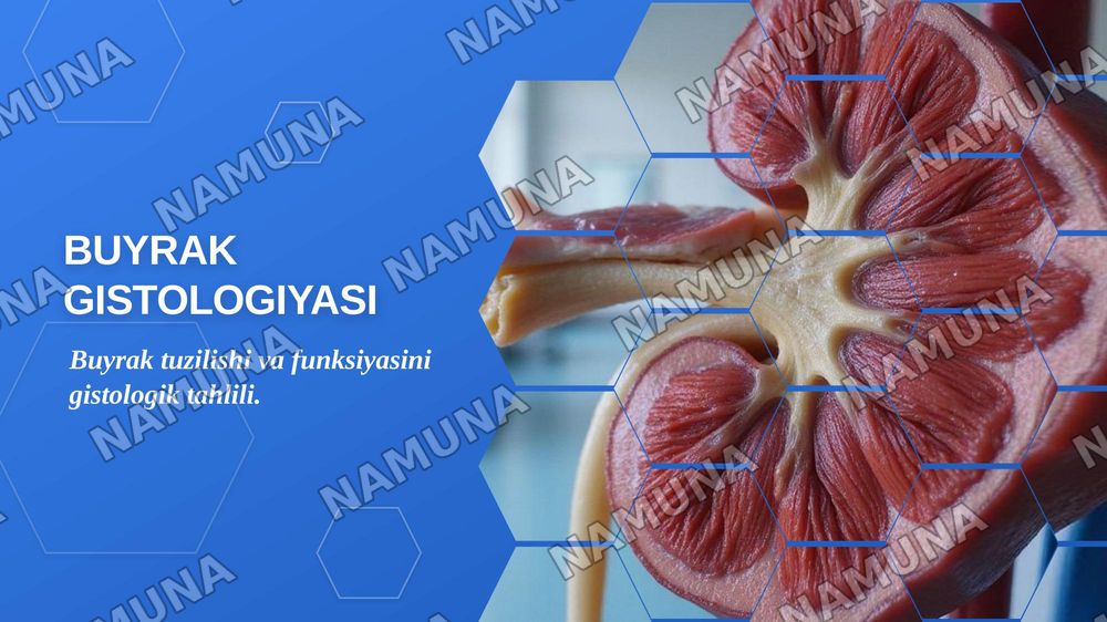 Buyrak gistologiyasi — zamonaviy taqdimot, 1-slayd