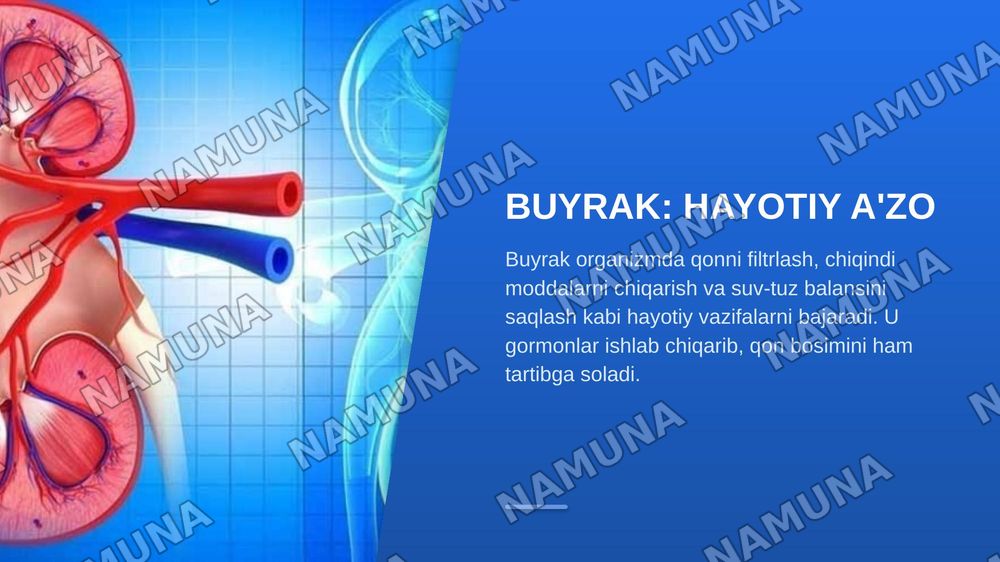 Buyrak gistologiyasi — zamonaviy taqdimot, 3-slayd