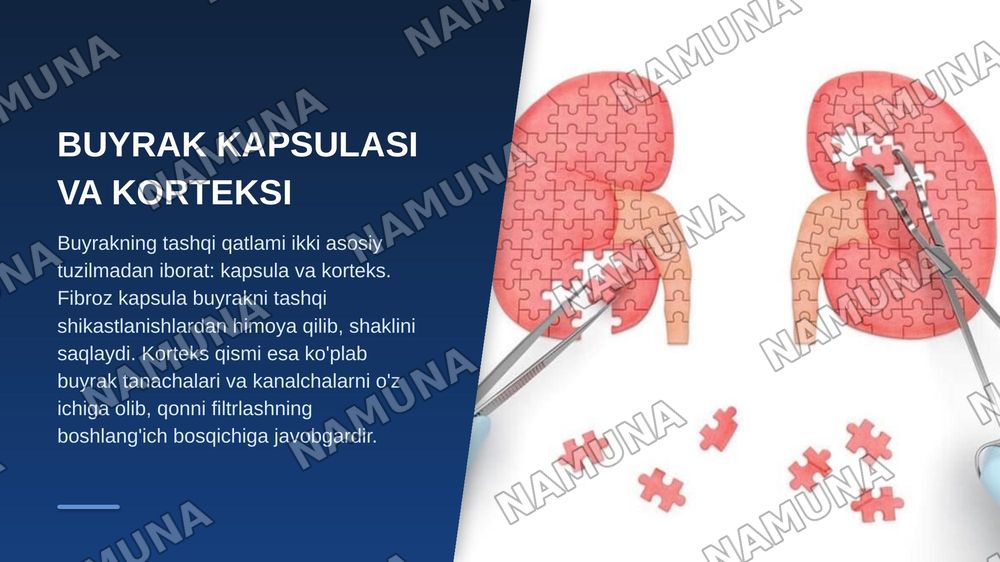 Buyrak gistologiyasi — zamonaviy taqdimot, 4-slayd