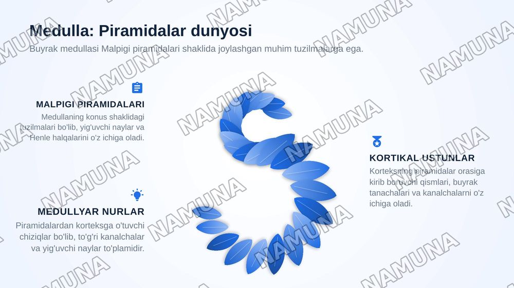 Buyrak gistologiyasi — zamonaviy taqdimot, 5-slayd