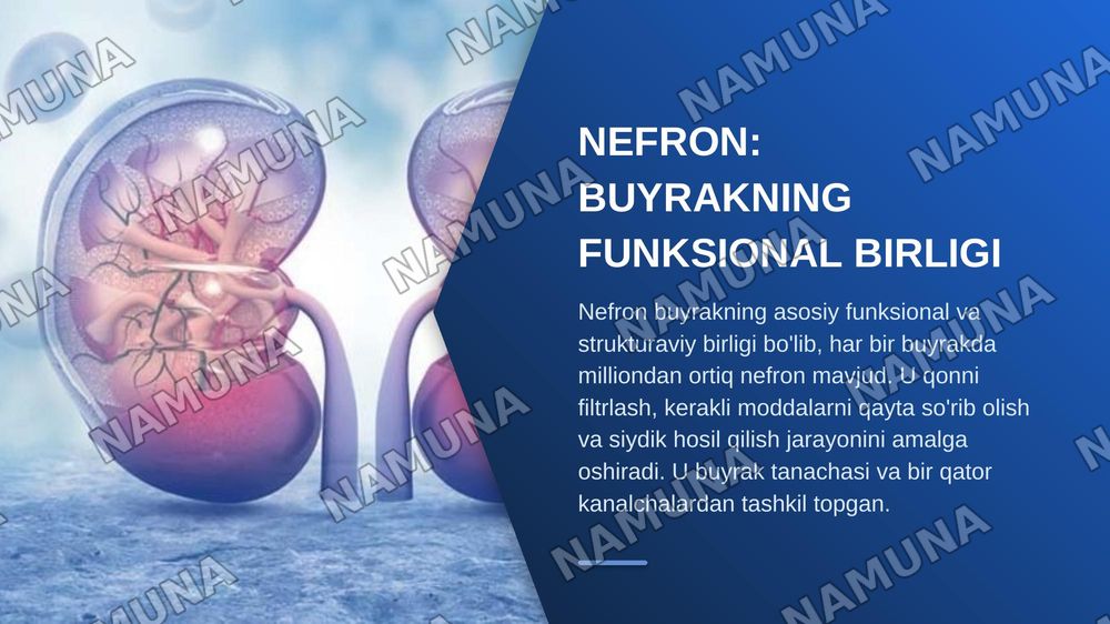 Buyrak gistologiyasi — zamonaviy taqdimot, 6-slayd