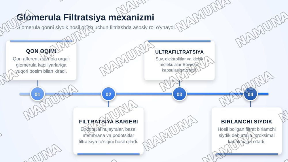 Buyrak gistologiyasi — zamonaviy taqdimot, 7-slayd