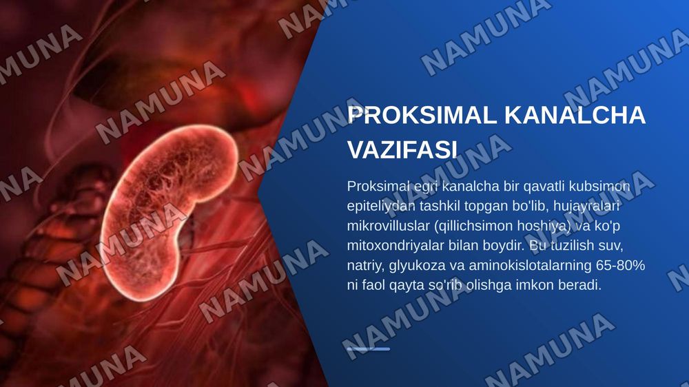 Buyrak gistologiyasi — zamonaviy taqdimot, 8-slayd