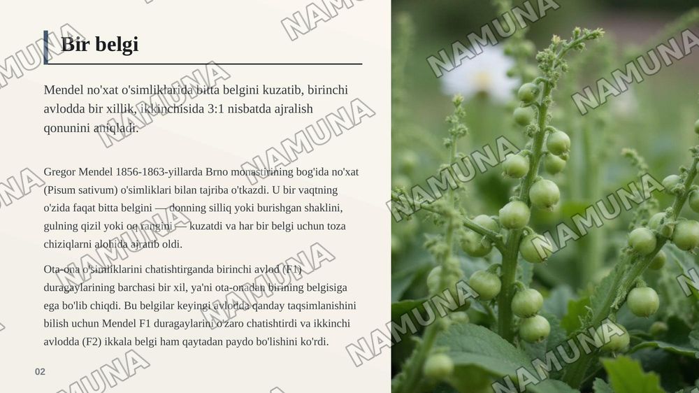 Mendelning 1-2 qonuni
Allelegenlarning oʻzaro ta’siri — zamonaviy taqdimot, 3-slayd