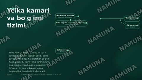 ratator cuff — zamonaviy taqdimot