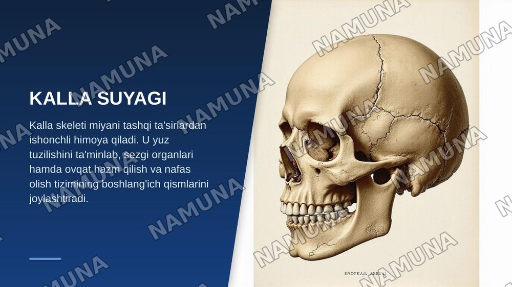 kalla skeleti ensa, tepa va ğalvirsimon suyaklar — zamonaviy taqdimot, 3-slayd