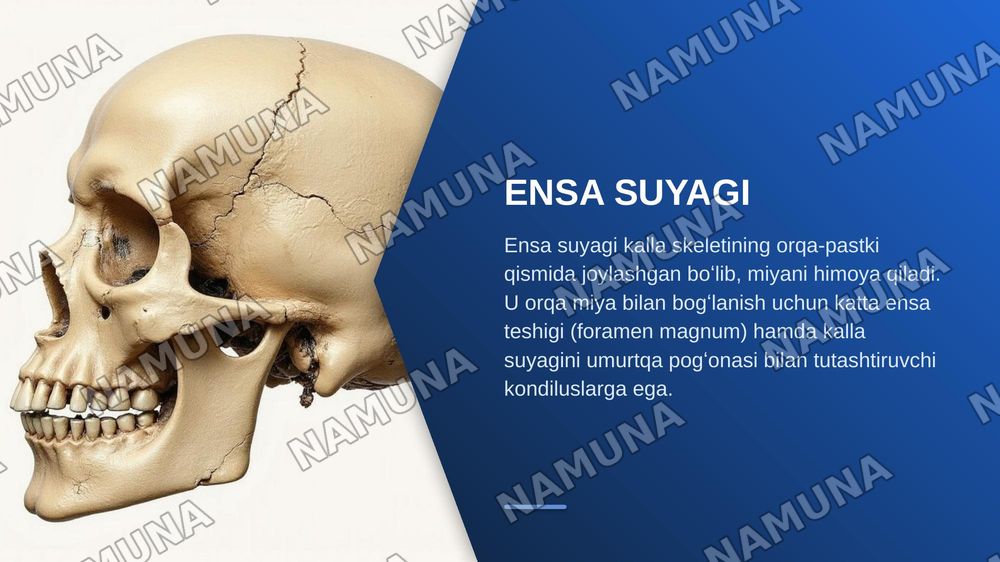 kalla skeleti ensa, tepa va ğalvirsimon suyaklar — zamonaviy taqdimot, 4-slayd