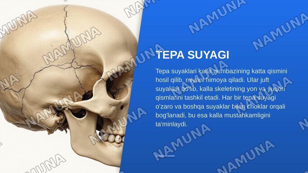 kalla skeleti ensa, tepa va ğalvirsimon suyaklar — zamonaviy taqdimot, 6-slayd