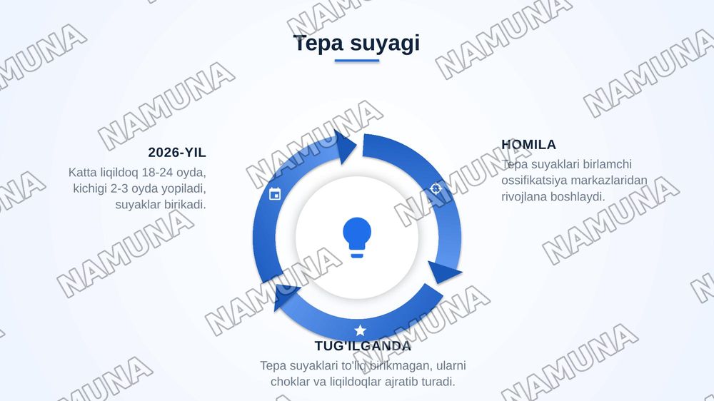 kalla skeleti ensa, tepa va ğalvirsimon suyaklar — zamonaviy taqdimot, 7-slayd