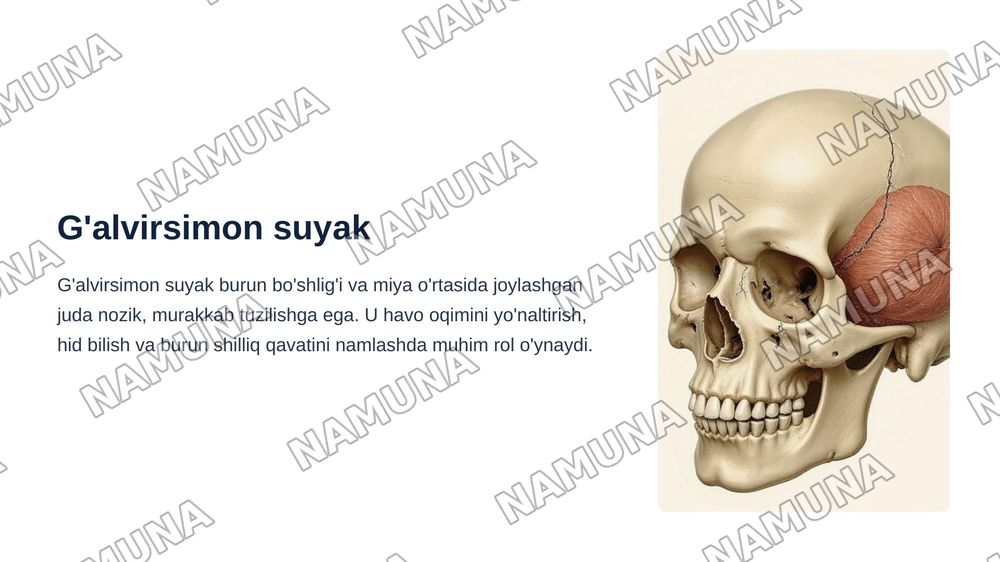 kalla skeleti ensa, tepa va ğalvirsimon suyaklar — zamonaviy taqdimot, 8-slayd