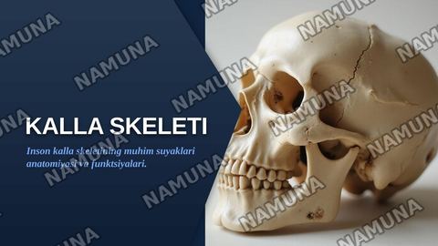kalla skeleti ensa, tepa va ğalvirsimon suyaklar — zamonaviy taqdimot