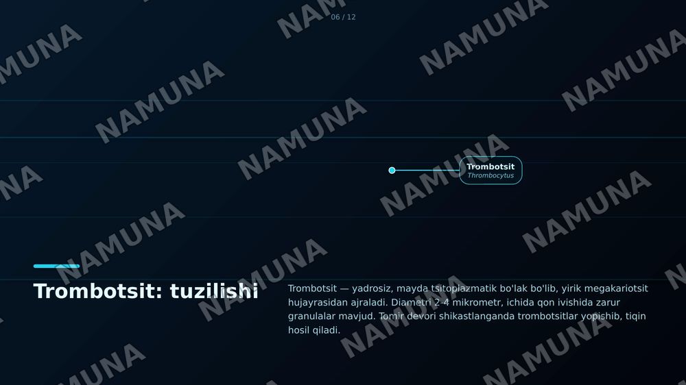 Qon tanachasi tuzilishi — zamonaviy taqdimot, 7-slayd