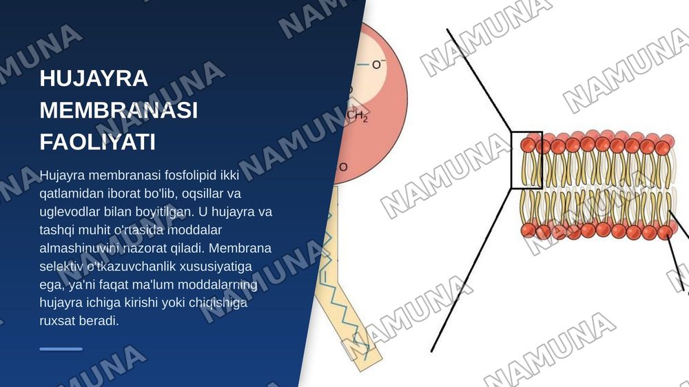 Hujayraning tuzilishi — zamonaviy taqdimot, 6-slayd