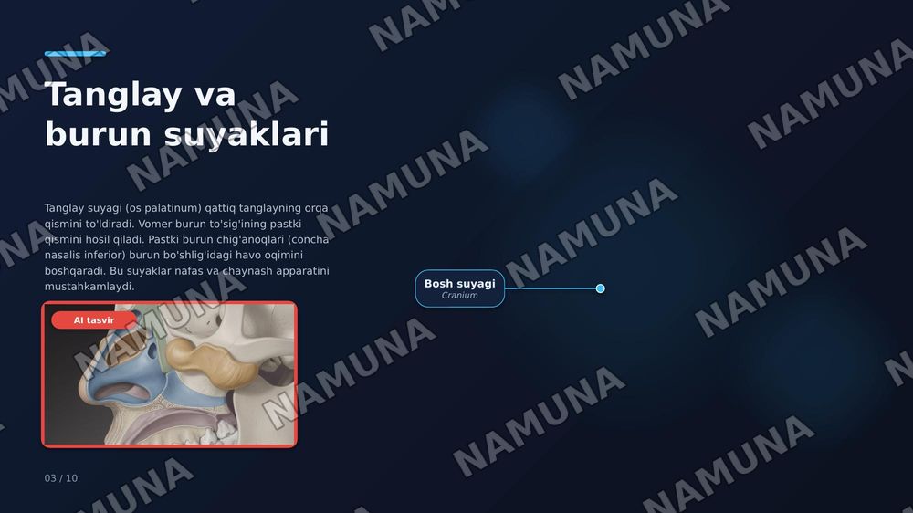 Yuz suyaklari — zamonaviy taqdimot, 3-slayd