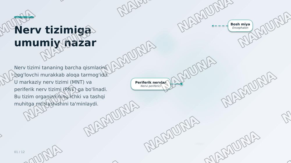 Inson nerv aistemasi — zamonaviy taqdimot, 1-slayd