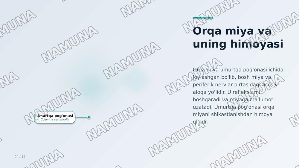 Inson nerv aistemasi — zamonaviy taqdimot, 5-slayd