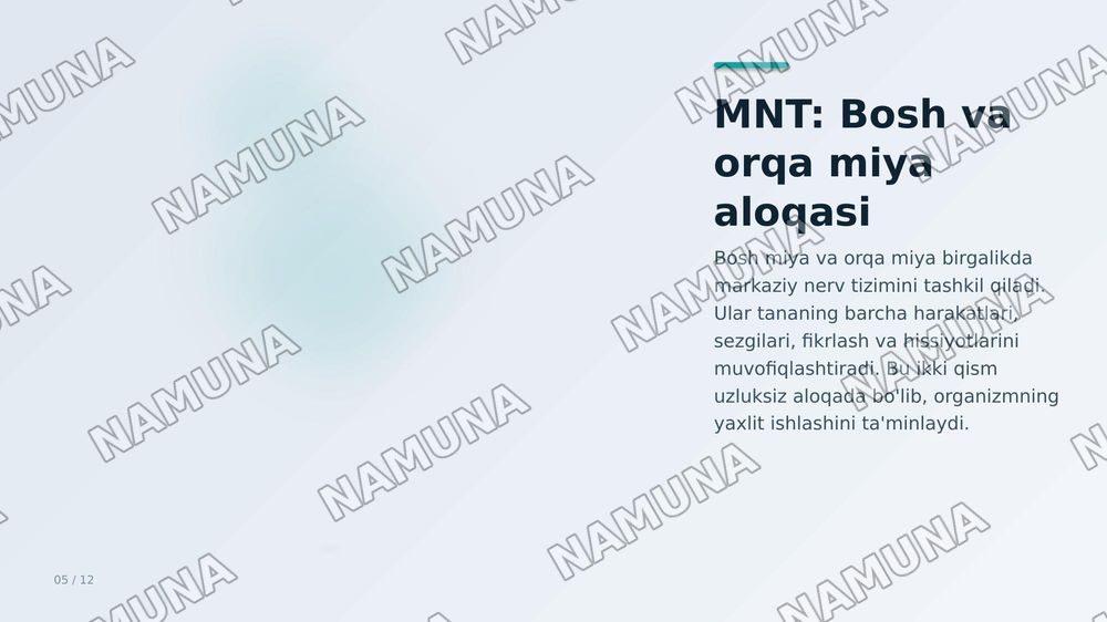 Inson nerv aistemasi — zamonaviy taqdimot, 6-slayd