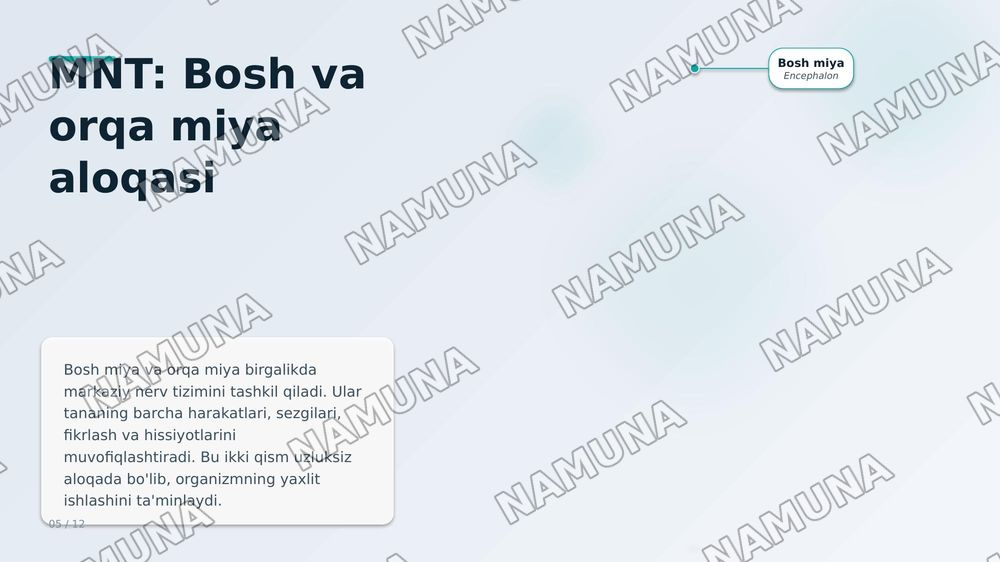 Inson nerv aistemasi — zamonaviy taqdimot, 7-slayd