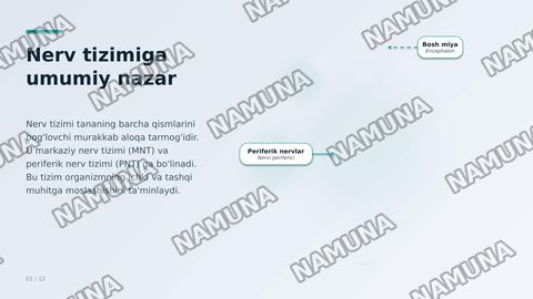 Inson nerv aistemasi — zamonaviy taqdimot