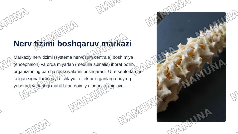 Markazir nerv tizimining funksional anatomiyasi.Orqa miya va orqa miya pardalari uning yoshga doir xususiyatlari — zamonaviy taqdimot, 3-slayd