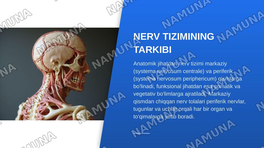 Markazir nerv tizimining funksional anatomiyasi.Orqa miya va orqa miya pardalari uning yoshga doir xususiyatlari — zamonaviy taqdimot, 4-slayd