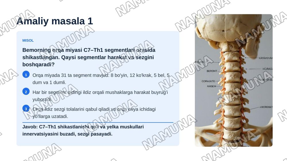 Markazir nerv tizimining funksional anatomiyasi.Orqa miya va orqa miya pardalari uning yoshga doir xususiyatlari — zamonaviy taqdimot, 5-slayd