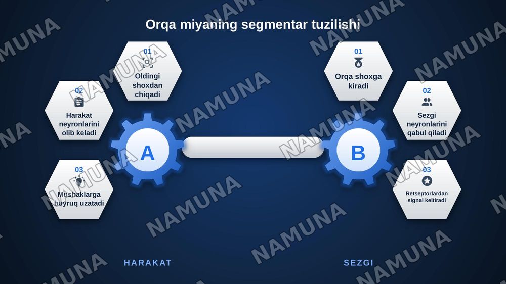 Markazir nerv tizimining funksional anatomiyasi.Orqa miya va orqa miya pardalari uning yoshga doir xususiyatlari — zamonaviy taqdimot, 6-slayd