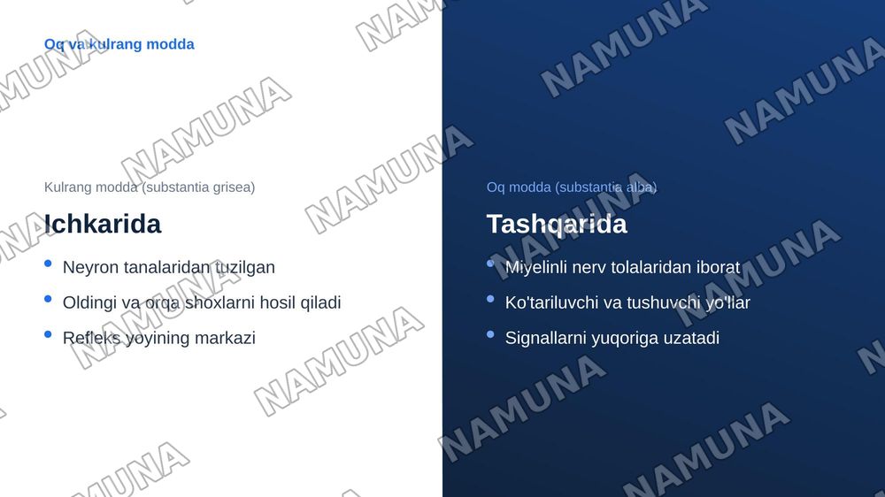 Markazir nerv tizimining funksional anatomiyasi.Orqa miya va orqa miya pardalari uning yoshga doir xususiyatlari — zamonaviy taqdimot, 7-slayd