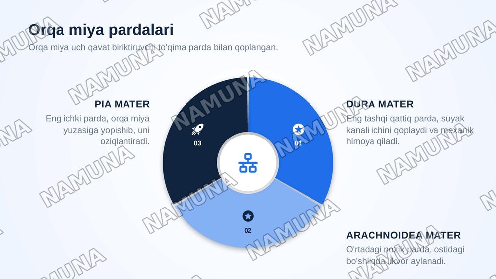 Markazir nerv tizimining funksional anatomiyasi.Orqa miya va orqa miya pardalari uning yoshga doir xususiyatlari — zamonaviy taqdimot, 8-slayd