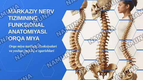 Markazir nerv tizimining funksional anatomiyasi.Orqa miya va orqa miya pardalari uning yoshga doir xususiyatlari — zamonaviy taqdimot