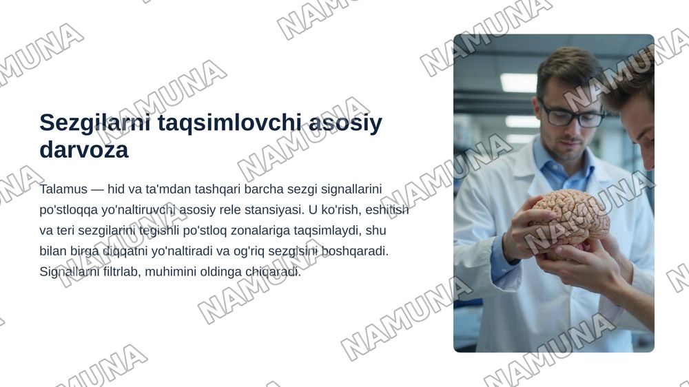 Oraliq miya va miyacha fiziologiyasi — zamonaviy taqdimot, 3-slayd