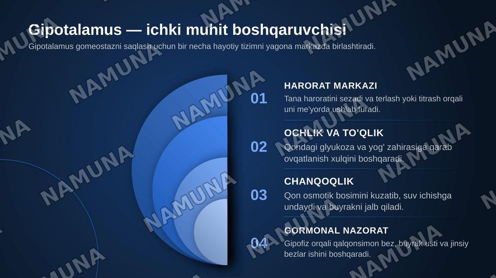 Oraliq miya va miyacha fiziologiyasi — zamonaviy taqdimot, 4-slayd