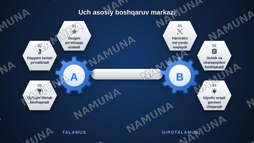 Oraliq miya va miyacha fiziologiyasi — zamonaviy taqdimot, 6-slayd