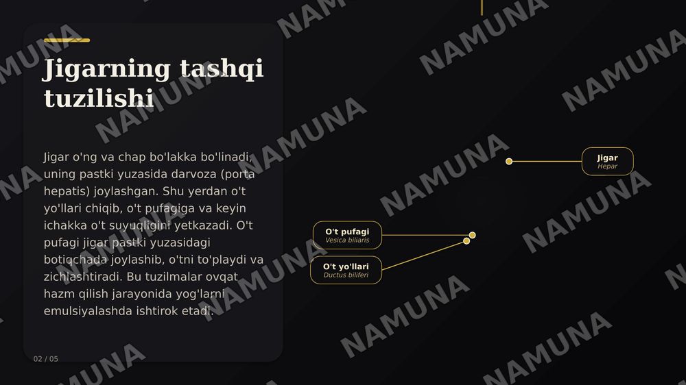jigar qorin parda — zamonaviy taqdimot, 3-slayd