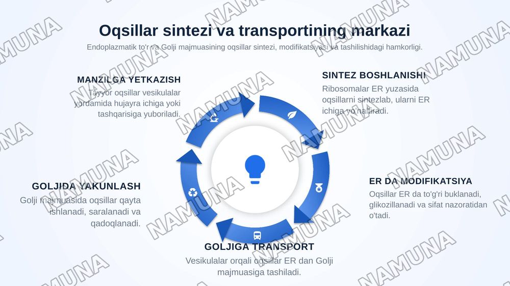 Membranali organoidlar: endoplazmatik to’r, golji majmuasi, peroksisoma va lizosomafunksiyalarini taqqoslash — zamonaviy taqdimot, 4-slayd