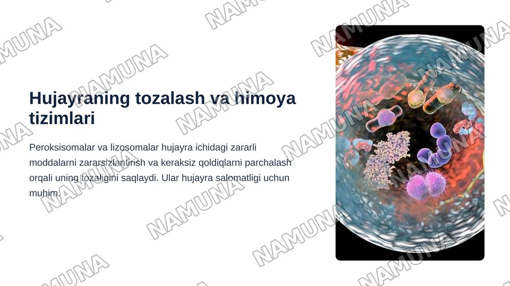 Membranali organoidlar: endoplazmatik to’r, golji majmuasi, peroksisoma va lizosomafunksiyalarini taqqoslash — zamonaviy taqdimot, 5-slayd