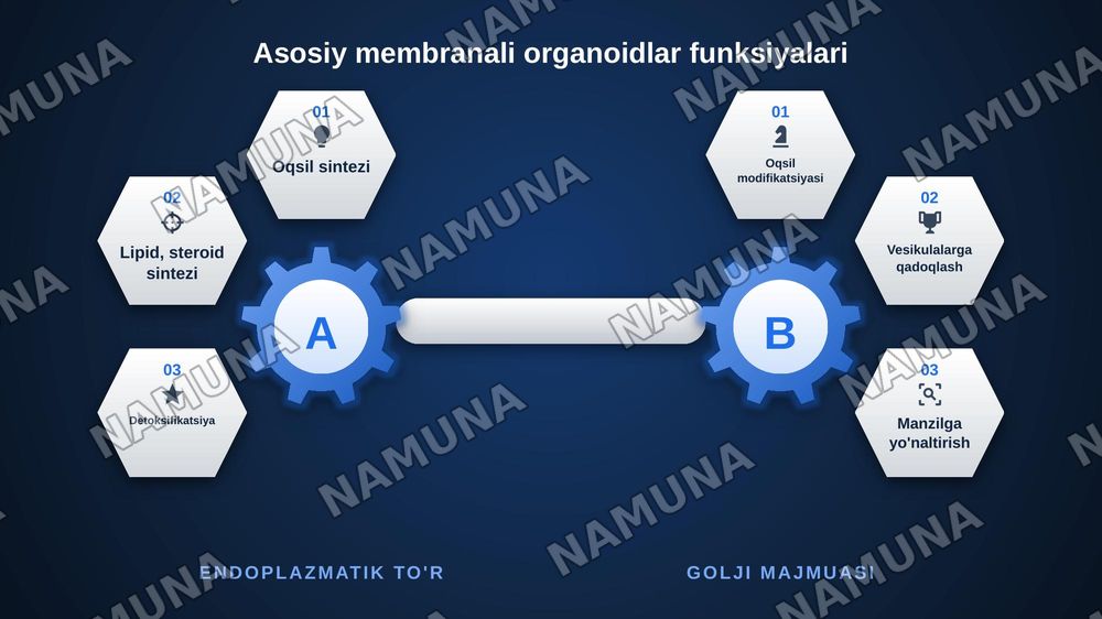 Membranali organoidlar: endoplazmatik to’r, golji majmuasi, peroksisoma va lizosomafunksiyalarini taqqoslash — zamonaviy taqdimot, 6-slayd