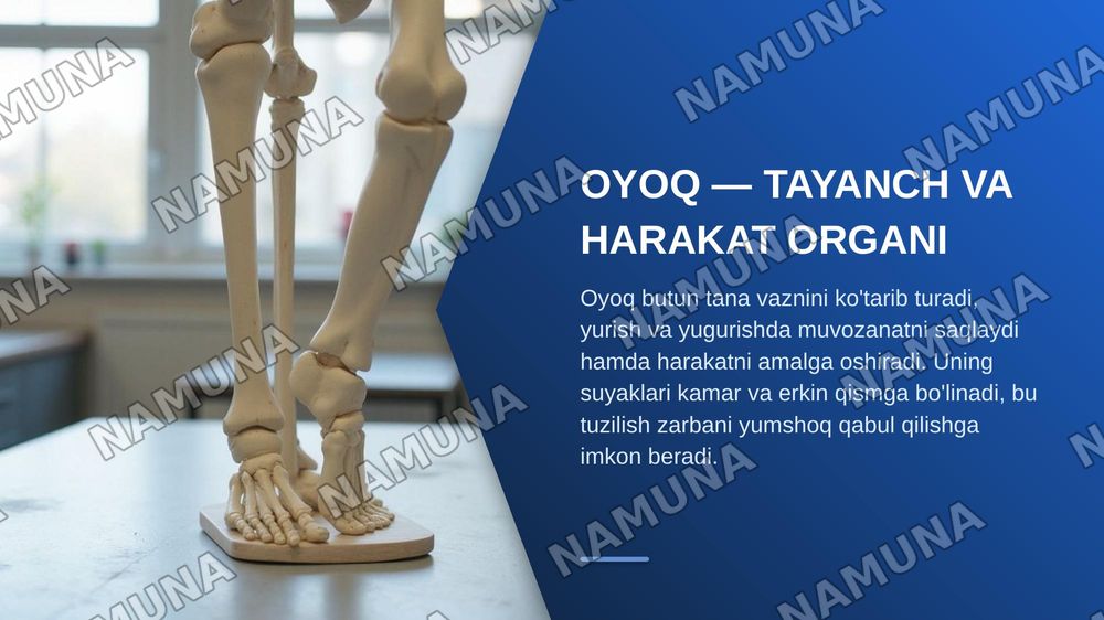 Oyoq kamari va oyoqning erkin suyaklari aniqlang va joylashuvini korsating — zamonaviy taqdimot, 3-slayd