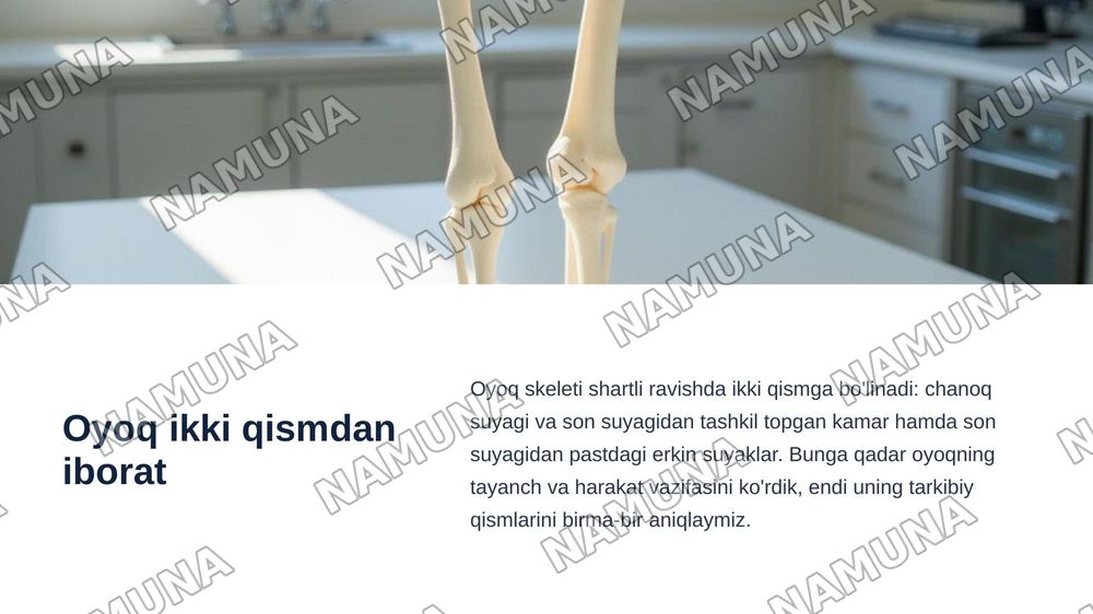 Oyoq kamari va oyoqning erkin suyaklari aniqlang va joylashuvini korsating — zamonaviy taqdimot, 4-slayd