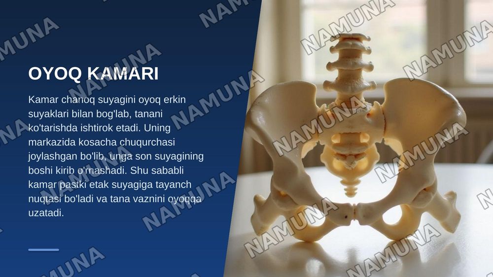 Oyoq kamari va oyoqning erkin suyaklari aniqlang va joylashuvini korsating — zamonaviy taqdimot, 5-slayd