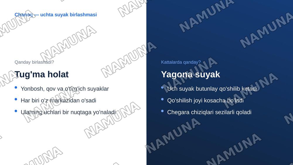 Oyoq kamari va oyoqning erkin suyaklari aniqlang va joylashuvini korsating — zamonaviy taqdimot, 7-slayd