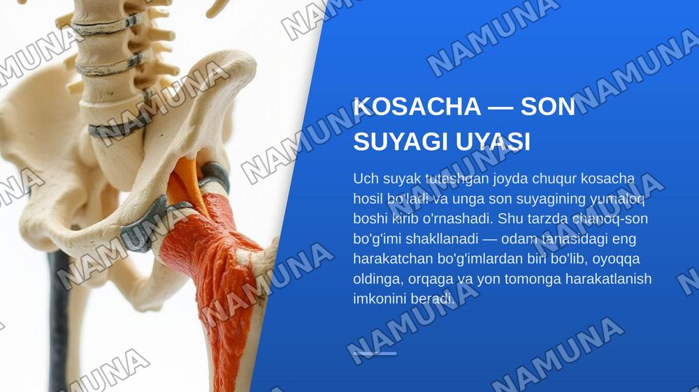 Oyoq kamari va oyoqning erkin suyaklari aniqlang va joylashuvini korsating — zamonaviy taqdimot, 8-slayd