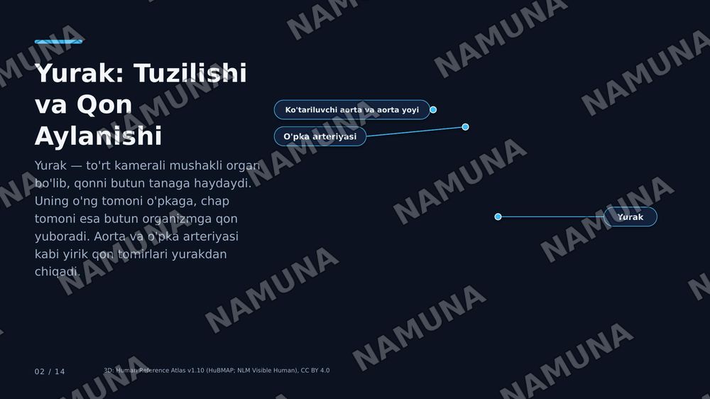 Yurak, buyrak va miyya tuzilishi va amaliy ahamiyati. Kasalliklar va Davolash yollari — zamonaviy taqdimot, 2-slayd