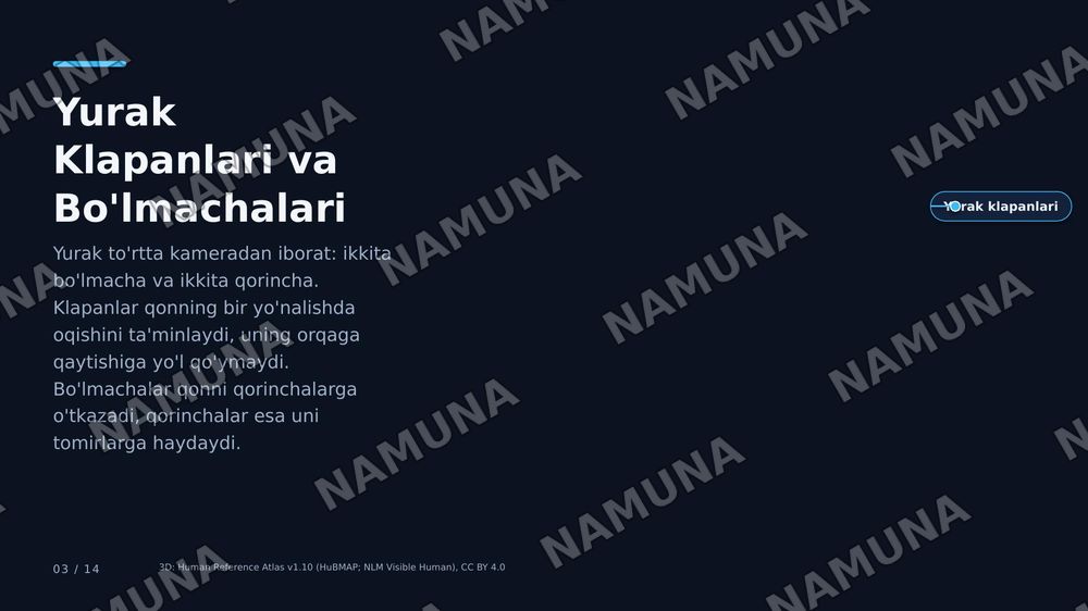 Yurak, buyrak va miyya tuzilishi va amaliy ahamiyati. Kasalliklar va Davolash yollari — zamonaviy taqdimot, 3-slayd