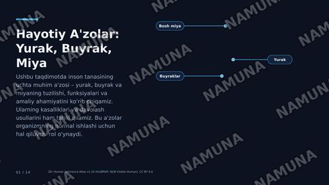 Yurak, buyrak va miyya tuzilishi va amaliy ahamiyati. Kasalliklar va Davolash yollari — zamonaviy taqdimot