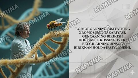 T.G.MORGANNING IRSIYATNING XROMOSOMA NAZARIYASI. GENLARNING BIRIKISH HODISASI, KROSSINGOVER. BELGILARNING JINSGA BIRIKKAN HOLDA IRSIYLANISHI. — taqdimot