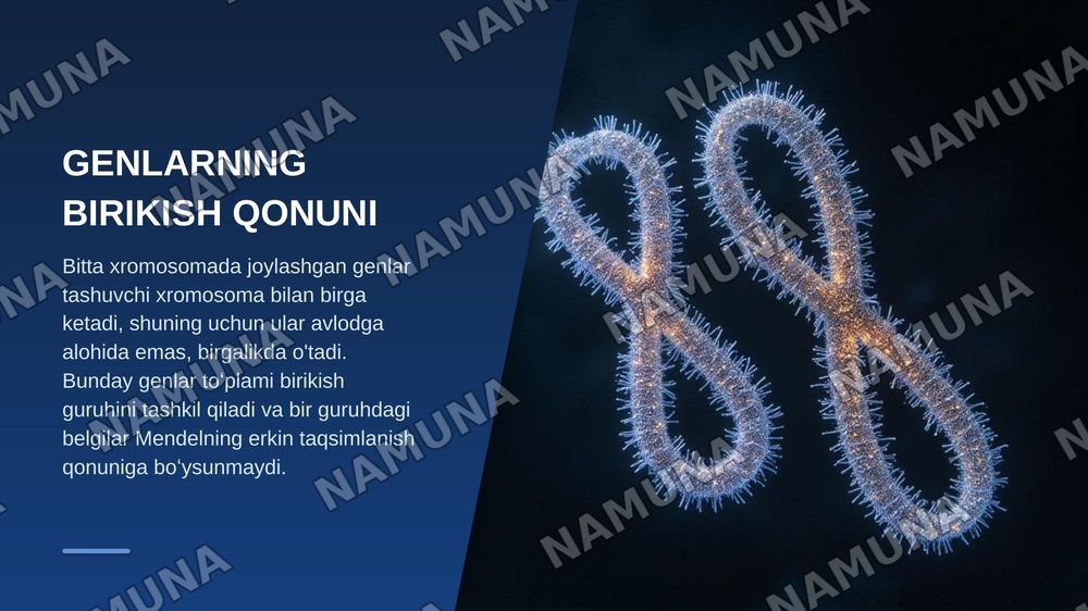 Tomas morganning irsiyatning xromosoma nazariyasi.Genlarning birikish nazariyasi krossingover — zamonaviy taqdimot, 7-slayd