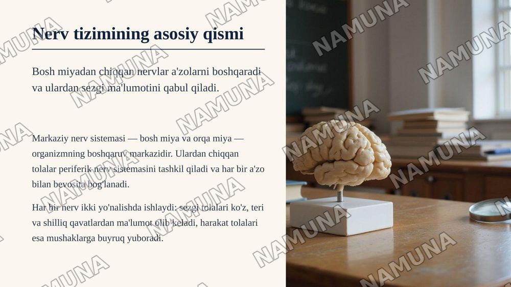 7 juft nerv — zamonaviy taqdimot, 3-slayd